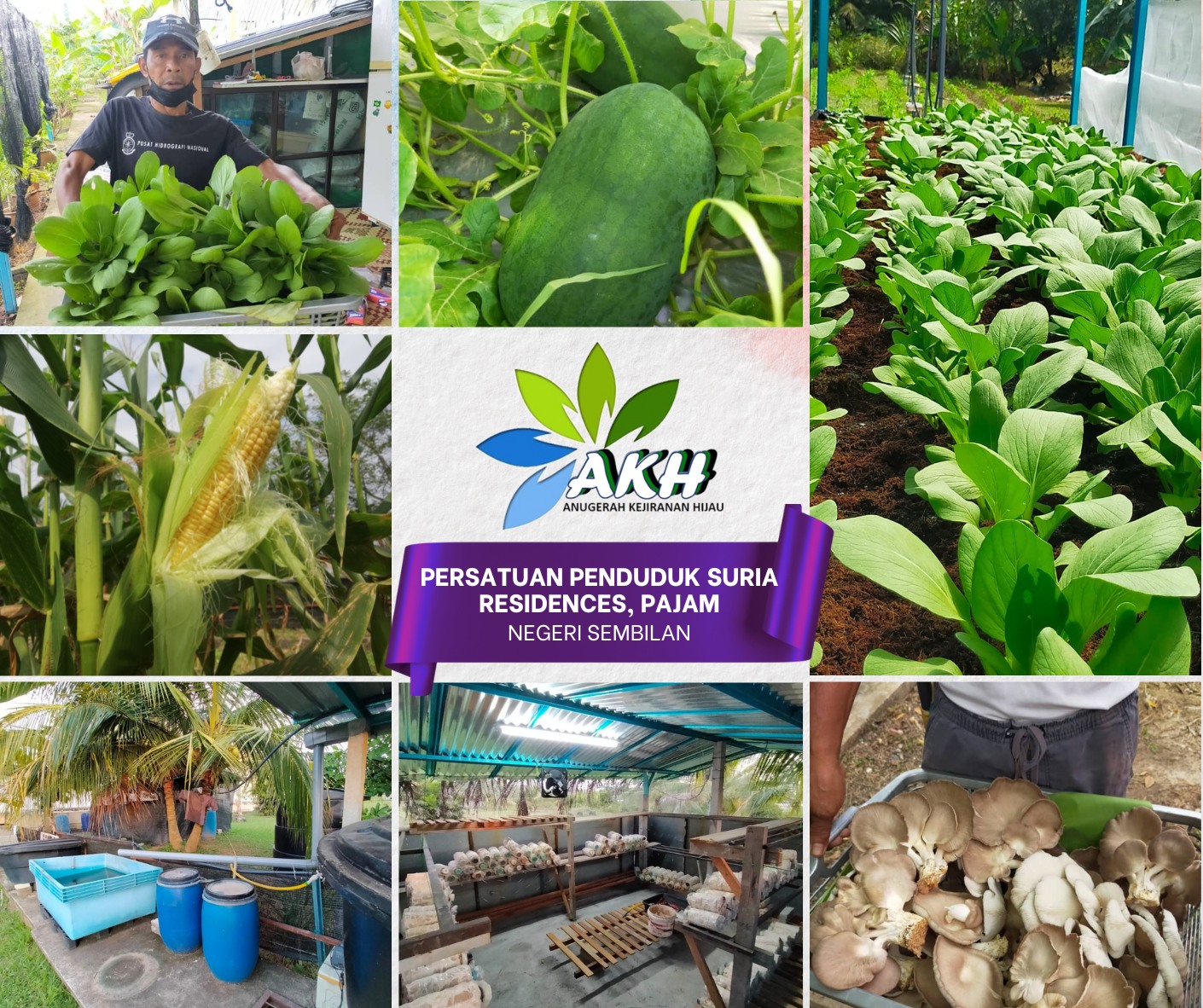 PROGRAM KEBUN KOMUNITI MBS IAITU KEBUN KOMUNITI SURIA RESIDENCES, PERDANA COLLEGE HEIGHTS, PAJAM