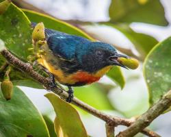 Seremban menjadi lokasi burung singgah