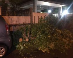ADUAN POKOK