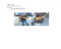 OPERASI TANGKAPAN ANJING LIAR / TERBIAR