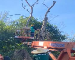 KERJA - KERJA PENEBANGAN POKOK