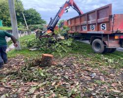 KERJA - KERJA PENEBANGAN POKOK