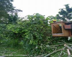 KERJA - KERJA PENEBANGAN POKOK