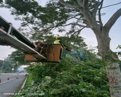 KERJA - KERJA PENEBANGAN POKOK