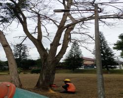 KERJA - KERJA PENEBANGAN POKOK