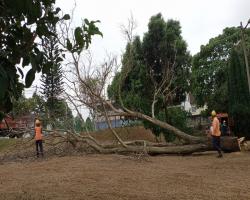 KERJA - KERJA PENEBANGAN POKOK