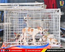 PROGRAM PEMBERIAN INSENTIF PENYERAHAN ANJING TERBIAR SECARA SUKARELA 2026