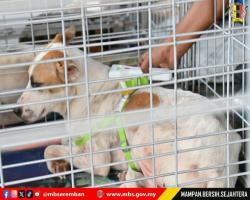 PROGRAM PEMBERIAN INSENTIF PENYERAHAN ANJING TERBIAR SECARA SUKARELA 2026